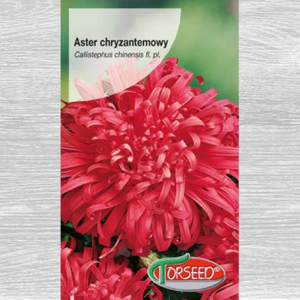 Aster chryzantemowy wysoki czerwony