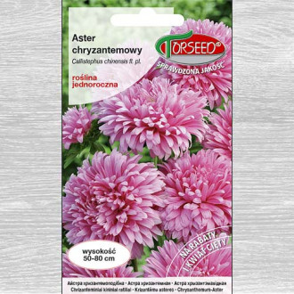 Aster chryzantemowy wysoki różowy