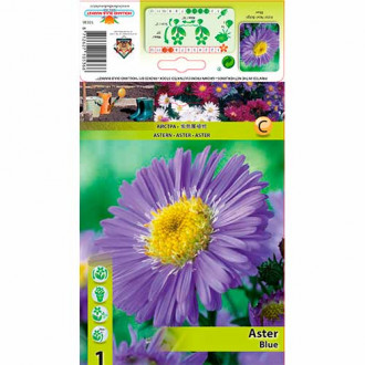 Aster Novi-Belgii Blue imagine 10