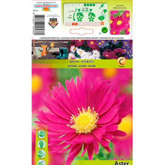 Aster Novi-Belgii Dark Pink imagine 6