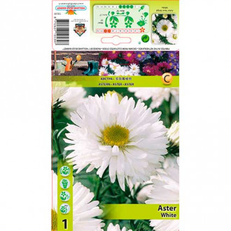 Aster Novi-Belgii White imagine 8