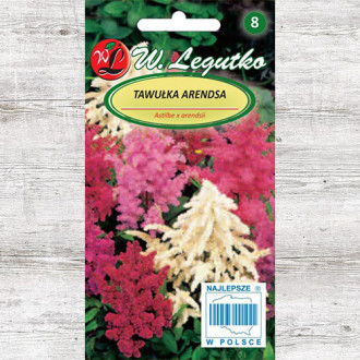 Astilbe Arendsa Legutko imagine 8