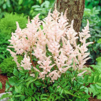 Astilbe japonica Peach Blossom imagine 1