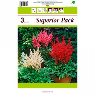 Astilbe mix multicolor imagine 5