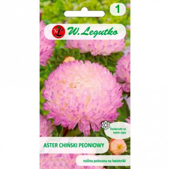 Астра китайска божур бял-розов Legutko изображение 9