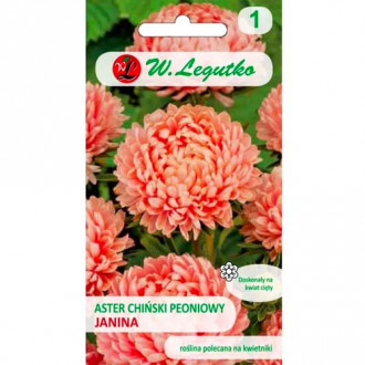 Астра китайска божур Janina сьомга Legutko изображение 5