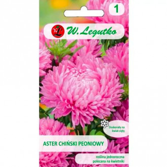 Астра китайска божур розов Legutko изображение 11