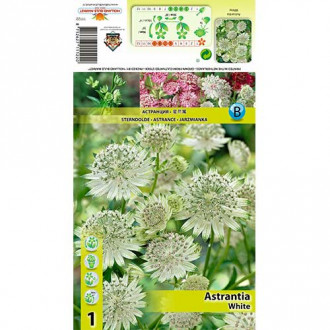 Astrantia White imagine 1