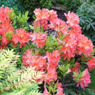 Azalea Parkfeuer imagine 2