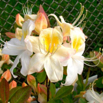 Azalee Silver Slipper imagine 6