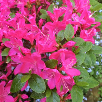 Azalee japoneza Geisha Purple  imagine 3