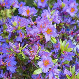 Азалия Blue изображение 5