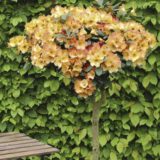 Азалия Goldtopas, С6 изображение 7