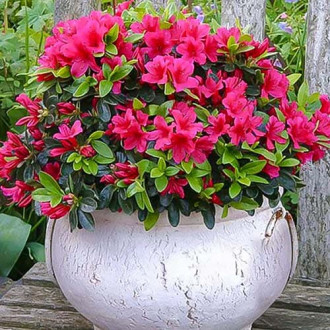 Азалия Pink изображение 9