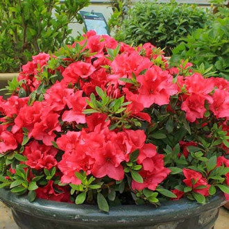 Азалия Red изображение 8