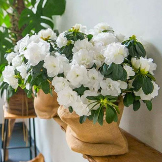 Азалия White изображение 6