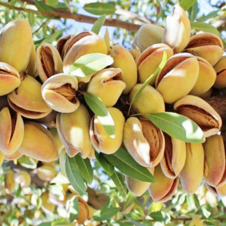 Бадем Avijor, С2 изображение 1