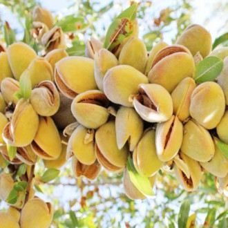 Бадем Barreta изображение 5