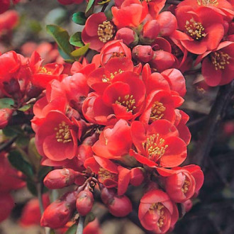 Дюля японска Fire dance изображение 1