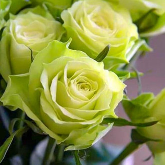 Trandafir teahibrid Amandine imagine 9