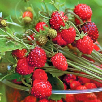 Fragi Regina imagine 13