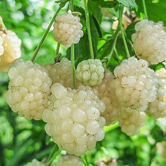 Къпина White изображение 8