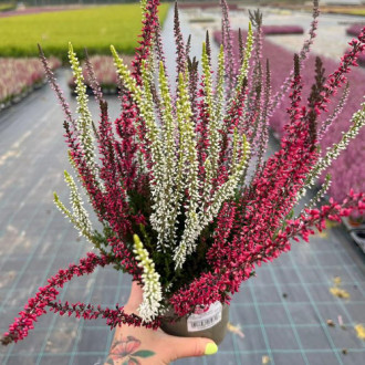 Calluna (Iarba neagra) Trio Girls Athene/Hilda/Helena imagine 5