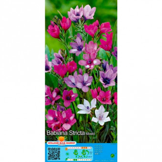 Babiana mix multicolor imagine 4