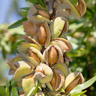 Бадем (columnar) Avijor изображение 8