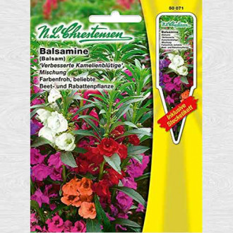 Balsamină, mix multicolor imagine 3