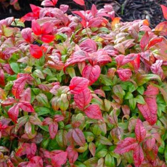 Бамбук Fire Power изображение 4