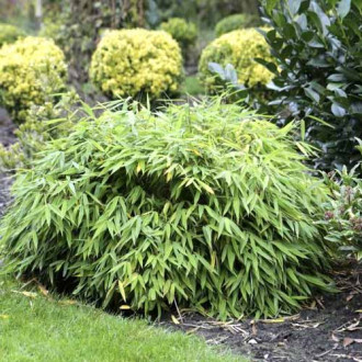 Bambus Elias PBR, C5 imagine 3