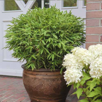 Bambus Moontears PBR, C5 imagine 4