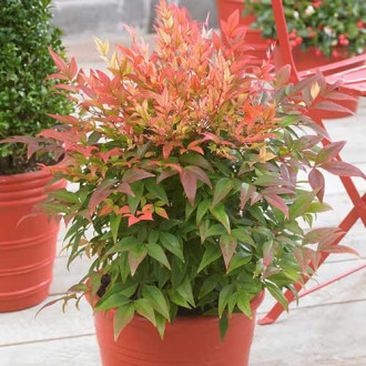 Bambus Sfânt imagine 1