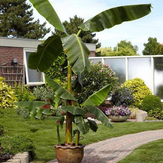 Банан Musa basjoo изображение 1