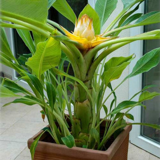 Banan ornamental imagine 4