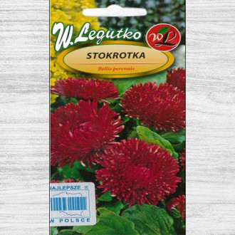 Bănuței roșii cu flori mari Legutko imagine 11