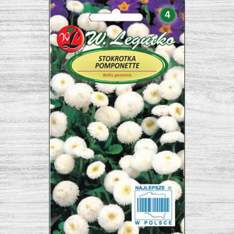 Bănuței albi Pomponette Legutko imagine 3