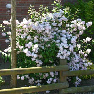 Deutzia Mont Rose, Р9 imagine 3