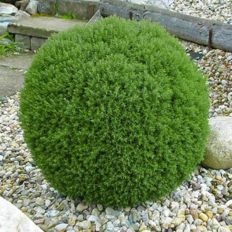 Туя западна Teddy изображение 9