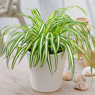 Iarbă ornamentală (Molinia caerulea) Moorhexe imagine 3