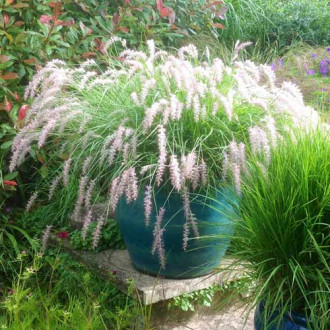 Pennisetum comun imagine 3