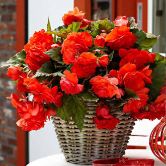 Begonia bulwiasta drobnokwiatowa o pędach zwisających Pendula F1, czerwona interface.image 11