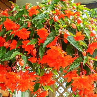 Begonia bulwiasta drobnokwiatowa o pędach zwisających Pendula F1 pomarańczowa interface.image 18
