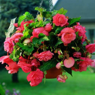 Begonia bulwiasta drobnokwiatowa o pędach zwisających Pendula F1, różowa interface.image 12