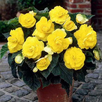 Begonia bulwiasta drobnokwiatowa o pędach zwisających Pendula F1, żółta interface.image 13