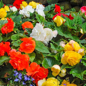 Begonia bulwiasta wielkokwiatowa Smolicka, mieszanka interface.image 4