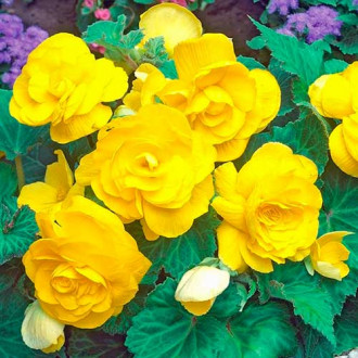 Begonia bulwiasta wielkokwiatowa Smolicka żółta interface.image 6