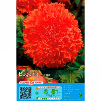 Begonie Fimbriata Orange imagine 14