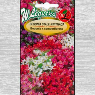 Begonia stale kwitnąca, średnio wysoka Gloria F1, mieszanka interface.image 4